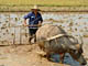 Farmer and Buffalo July 05