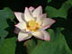 Lotus flower July 05